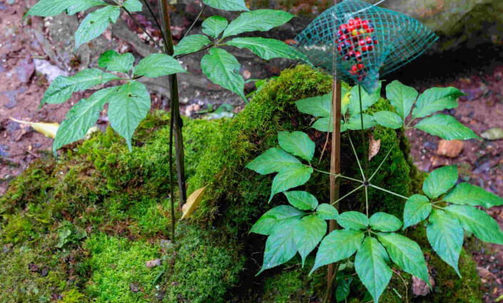 Hành trình mang quốc bảo Sâm Việt Nam xuống núi