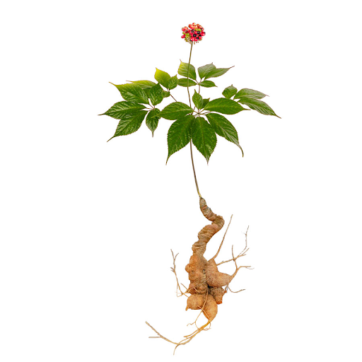 SÂM VIỆT NAM VÀ NHỮNG LỢI ÍCH KHÔNG NGỜ DÀNH CHO NHỮNG AI ĐANG BỊ RỤNG TÓC