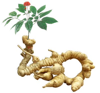 SÂM VIỆT NAM VÀ LỢI ÍCH TUYỆT VỜI ĐỐI VỚI DA ĐẦU GÀU