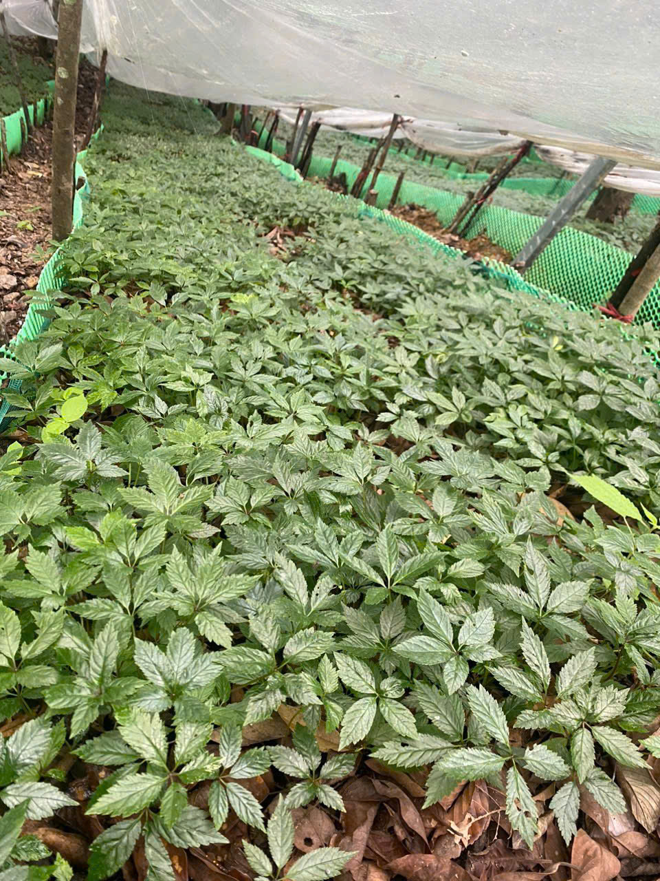 Trang trại visante