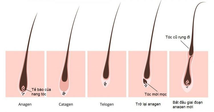 Chu kỳ rụng tóc và dấu hiệu nhận biết sớm