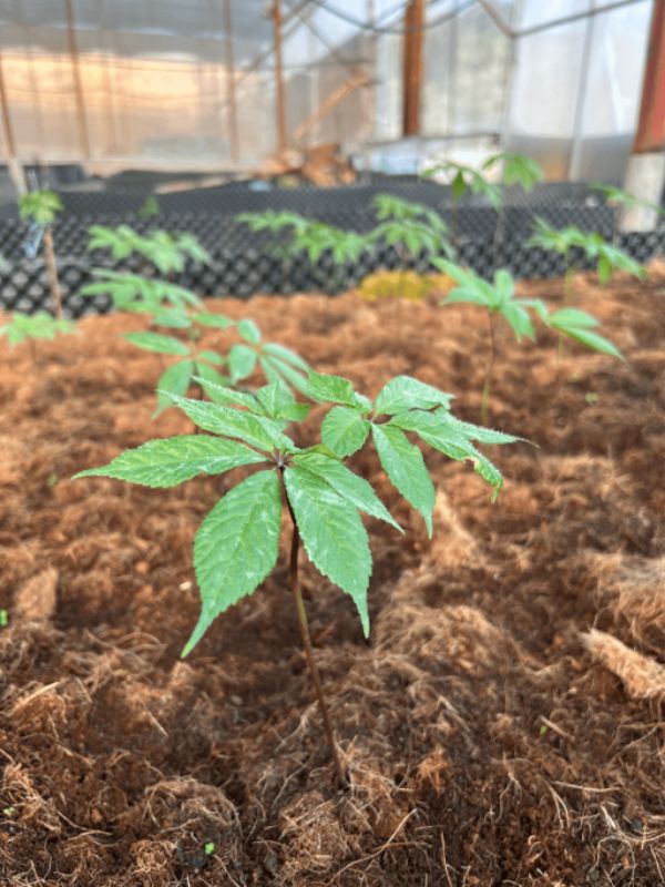 Nguồn nguyên liệu Sâm Việt Nam và dược liệu Việt